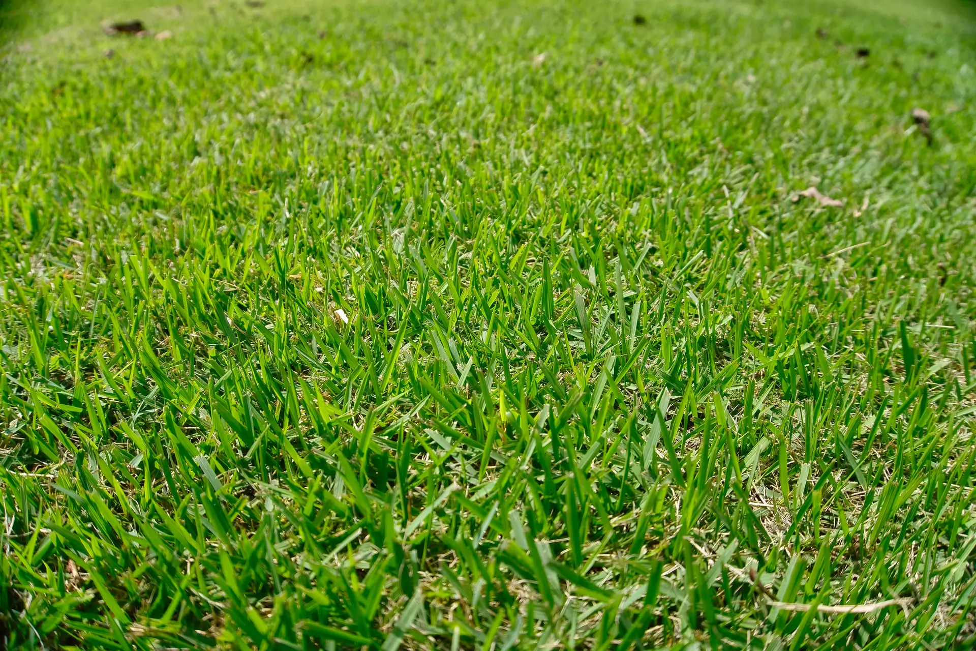 banner-grama-esmeralda (1) (1)